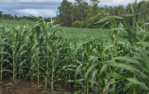 How Two Corn Cobs Upended A Foreign Aid Model in Zimbabwe