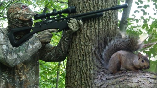 Garden Rescue: Best Air Rifles For Squirrels (Reviews & Buying Guide 2023) • Airgunmaniac