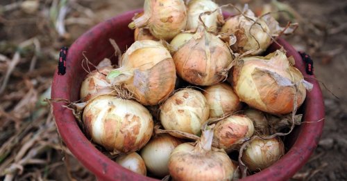 Vidalia onions: When can you buy them fresh; 2024 season dates