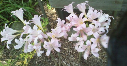 Walter Reeves: Let’s clear up confusion about Naked Ladies in your garden