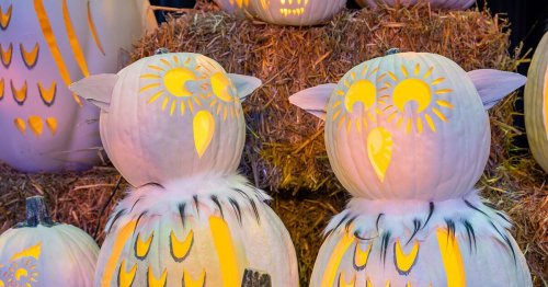 Dollywood’s Harvest Festival promises to be a real ‘hoot’ this year