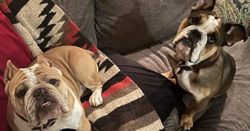Bulldogs stolen at gunpoint in downtown Atlanta reunited with owners