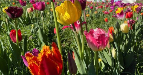 Check out these flower festivities blooming in Georgia this month