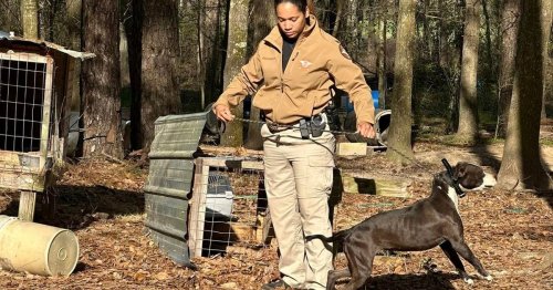 Feds move to keep 67 dogs allegedly used for fighting in Middle Georgia