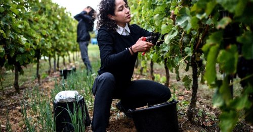 For Iranian refugees, French wine harvest part of anti-government 'struggle'