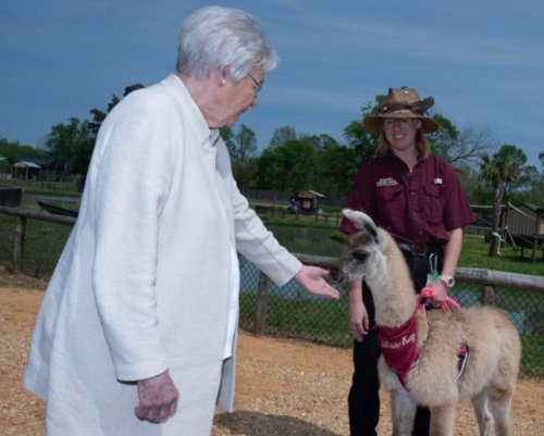 Ivey meets 'Miss Kay,' a llama, despite PETA's concerns