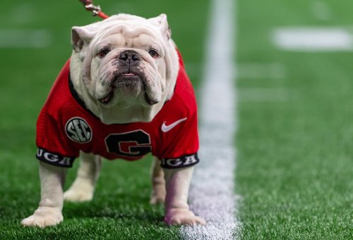 peta-calls-on-georgia-to-retire-live-uga-mascot-after-national-title