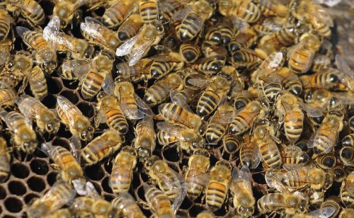 Honey bee colonies buzzing in Alabama as state sees 7th largest ...