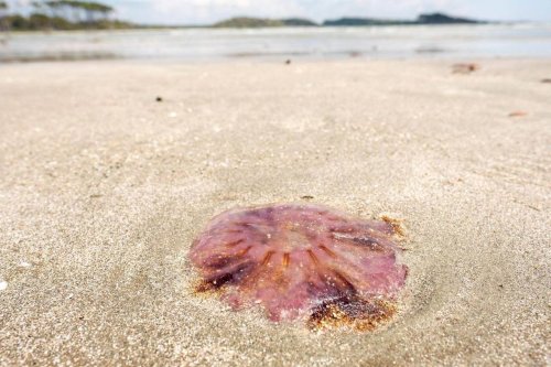 what-to-do-if-you-are-stung-by-a-jellyfish-don-t-pee-on-the-sting