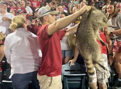 Watch Arkansas fan catch raccoon with bare hands in stands during Vanderbilt game