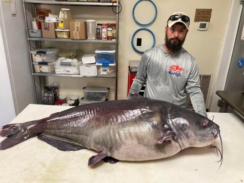 ‘Monster’ 118-pound catfish caught in Tennessee could set new record