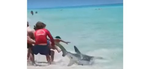 ‘Look at them freakin’ teeth!’: Shocking Gulf of Mexico shark encounters caught on video