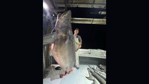 Why a nearly 600 pound bull shark caught in Gulf Shores didn’t set an Alabama record