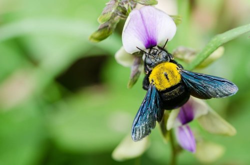 How to stop carpenter bees from damaging your house