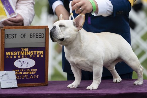‘It’s always exciting’: Top dogs vie for Westminster title