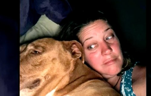 Tennessee couple wakes up to dog snuggling in their bed but it wasn’t their dog