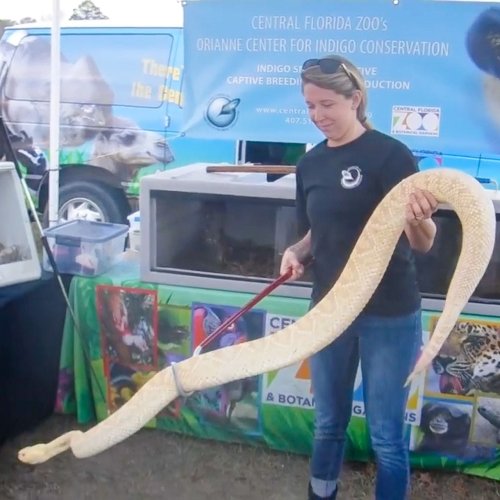 Edgar, among the world’s largest diamondback rattlesnakes, dead at 21