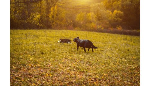 Miss Manners: I’m stressed about my girlfriend’s dogs ruining our getaway