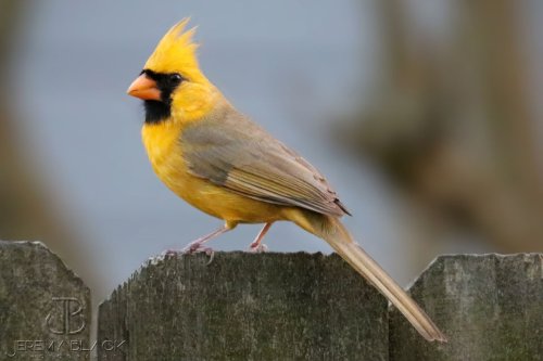 Alabama’s yellow cardinal: The science behind an amazing, rare bird