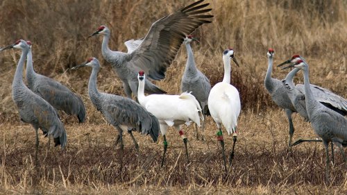 Cranes are celebrity ambassadors for wildlife refuge in Decatur, Alabama