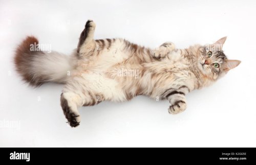 Exposed Bellies: What Your Cat is Really Saying When They Lie on Their Back