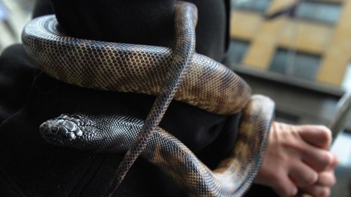 Python in Australia bites, drags boy into pool