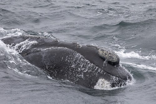 Agency asks public to name, get to know member of highly endangered Alaska whale population