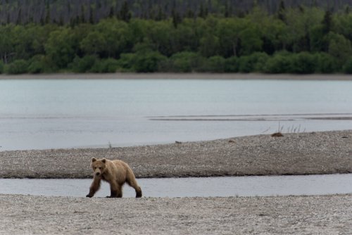 After 11 more bears killed, judge orders stop to Alaska predator control program