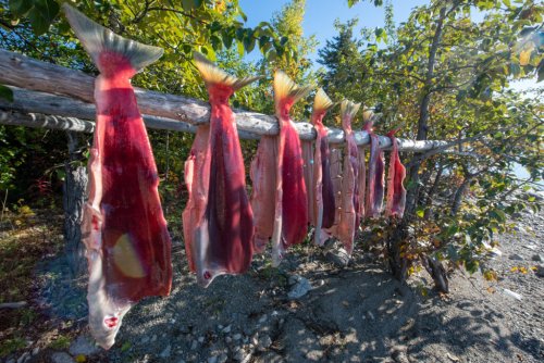 Lawsuit accuses Alaska of unconstitutionally mismanaging Yukon, Kuskokwim salmon fisheries