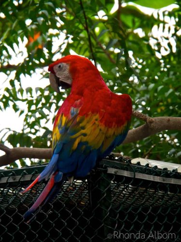 Toucans, Iguanas, Monkeys and More in Cartagena Colombia