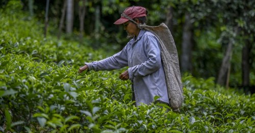 Sri Lanka reverses organic farming drive as tea suffers