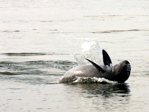 Cambodia’s Mekong dolphin is dying despite efforts to save it