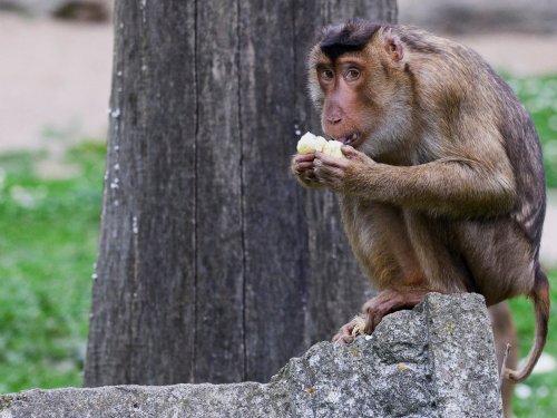 Hong Kong’s first monkey virus case – what do we know about the B virus?