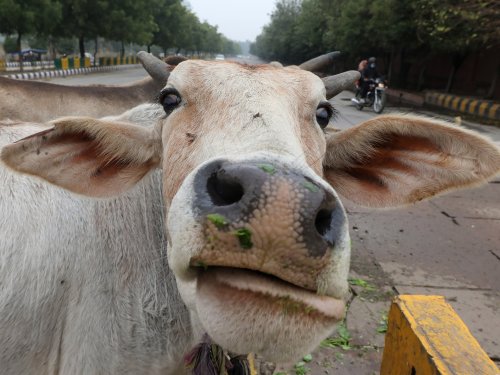 Indian gov’t says hug cows on Valentine’s Day, Twitter cracks up