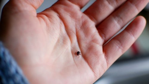 Major test of first possible Lyme vaccine in 20 years begins