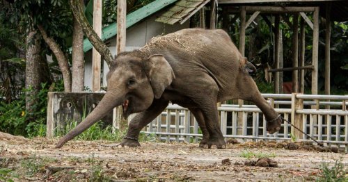 ‘Just skin and bones’: Bali elephants left to starve