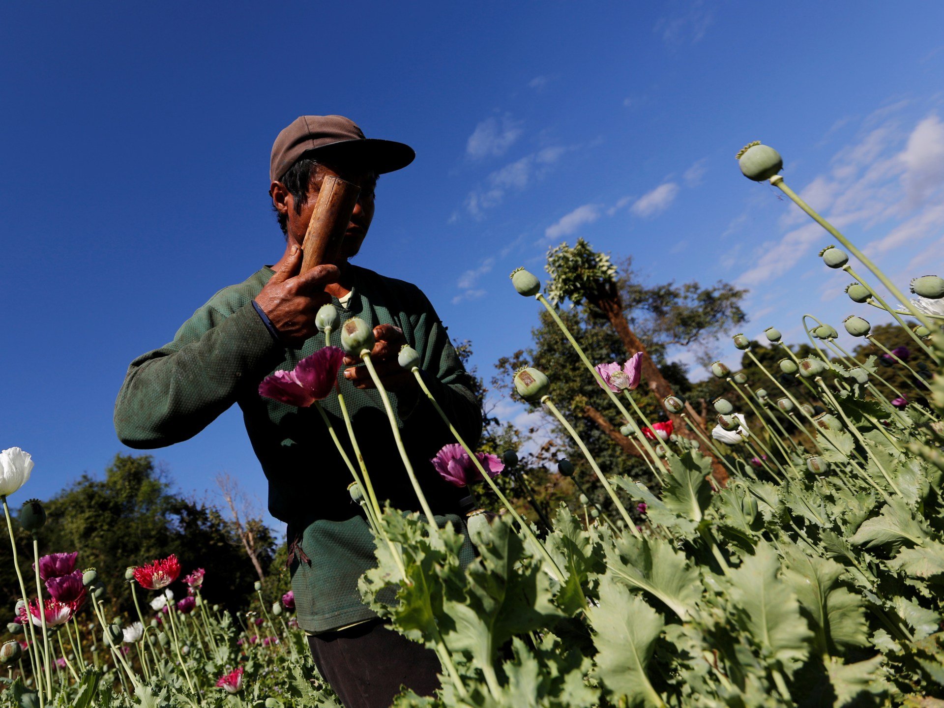 Opium Cultivation On The Rise Since Myanmar Army Seized Power: UN ...