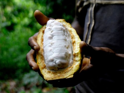 Bitter truth: Why has chocolate become so expensive?