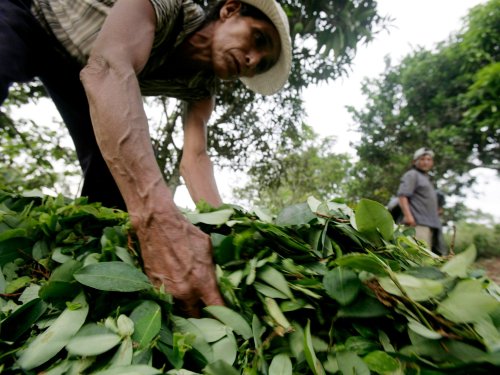 Peru’s coca leaf cultivation reaches record high in 2022 | Flipboard