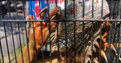 Endangered, protected wildlife for sale in Bali Bird Market