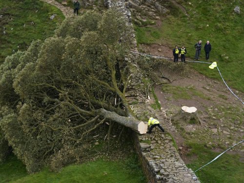 ‘Incredibly sad day’: Teen arrested in England after felling ancient tree