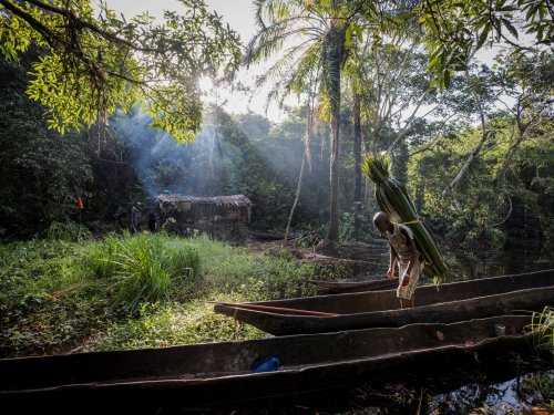 To save the Congo basin rainforest, end the conflict in the DRC