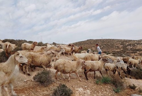Israeli settlers steal Palestinian farmers’ land in occupied West Bank