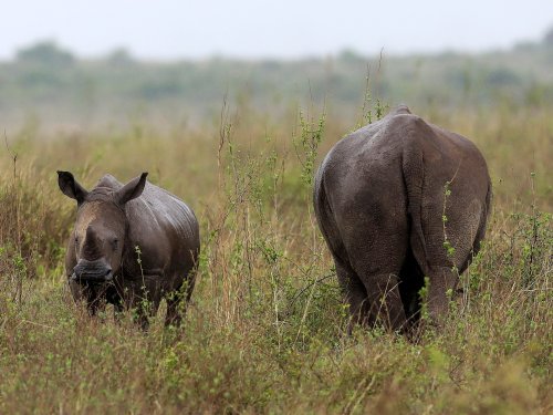 Malaysian nicknamed the ‘Godfather’ jailed in US for rhino horn trafficking