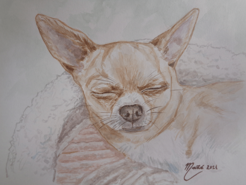 Dogs: drawings by Joan Mañé Fort * All PYRENEES · France, Spain, Andorra