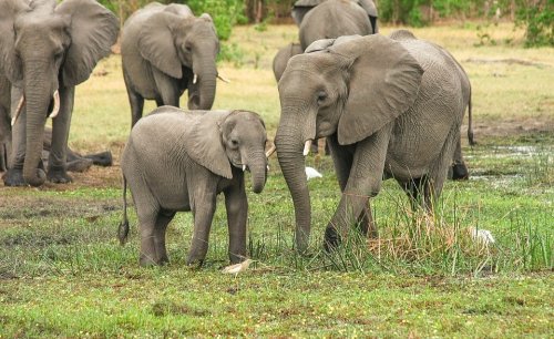 Malawi: Malawi Communities Impacted by Elephant Relocation Considering Legal Action