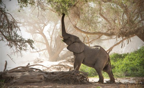 Africa: Unusual Ancient Elephant Tracks Had Our Team of Fossil Experts Stumped - How We Solved the Mystery
