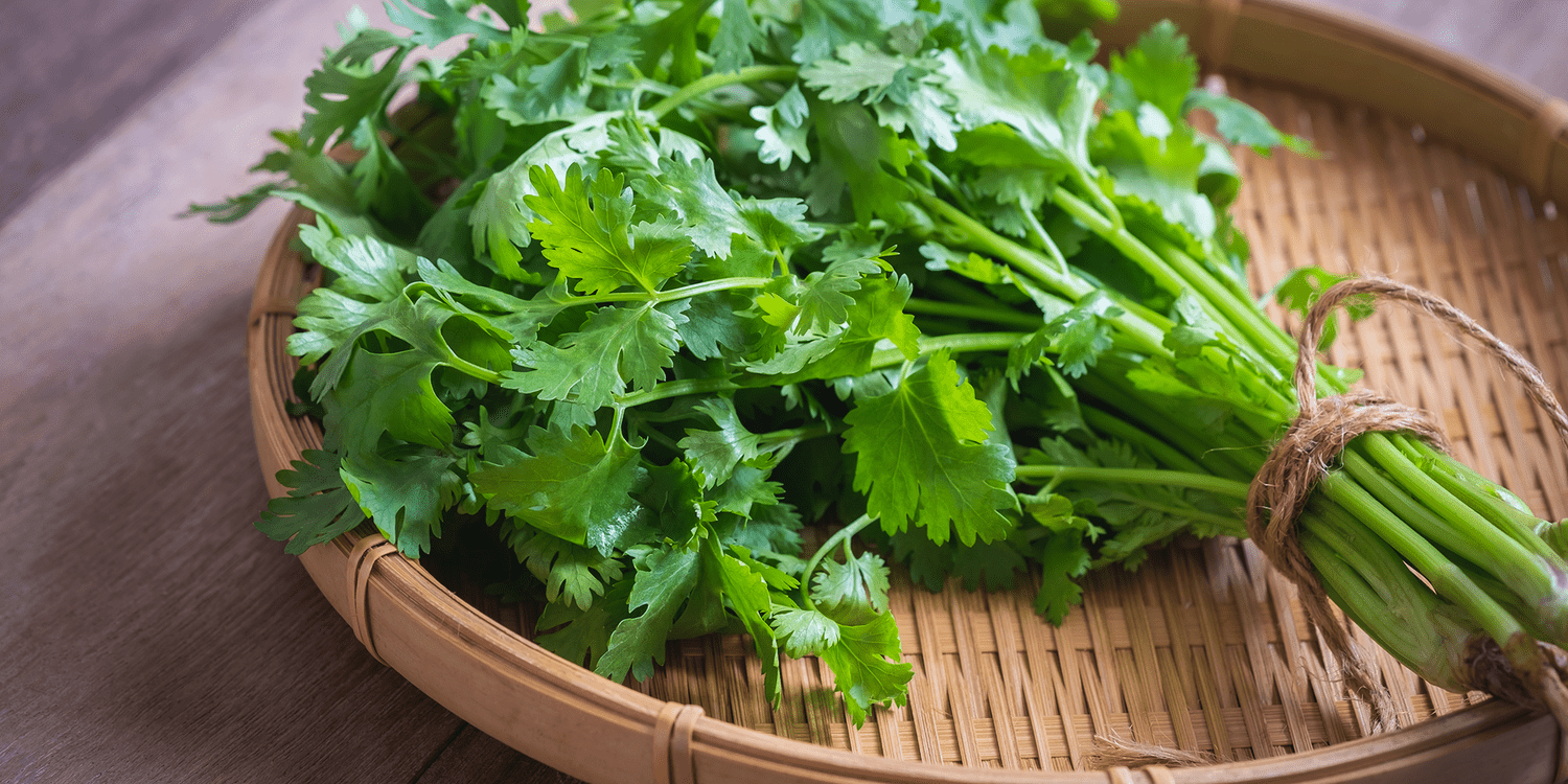 Cilantro: What It Is and How to Use It