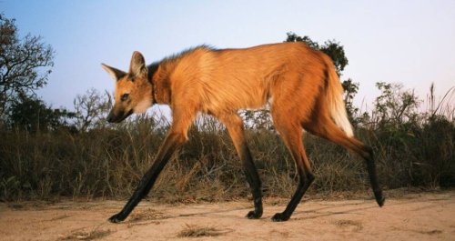 Meet The Maned Wolf, The Bizarre South American Creature That’s Like A Cross Between A Fox And A Deer