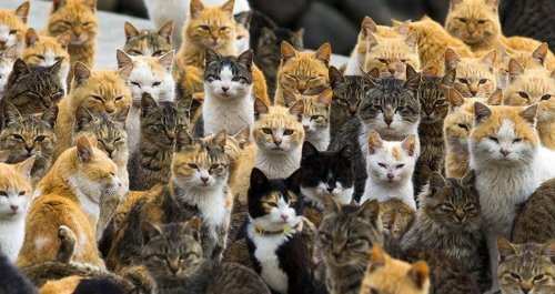 Explore Aoshima, Japan’s ‘Cat Island’ That’s Been Taken Over By Felines